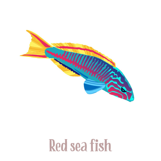 红海、太平洋和印度洋的彩色热带鱼生活在珊瑚附近。图片下载