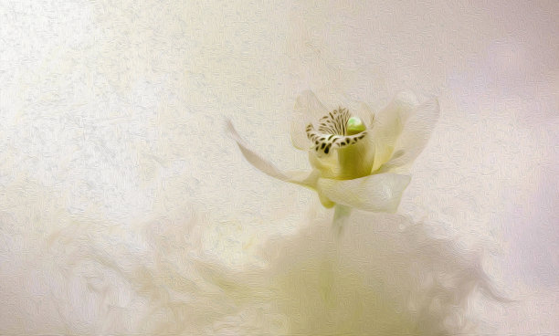 兰花温馨和谐图片下载