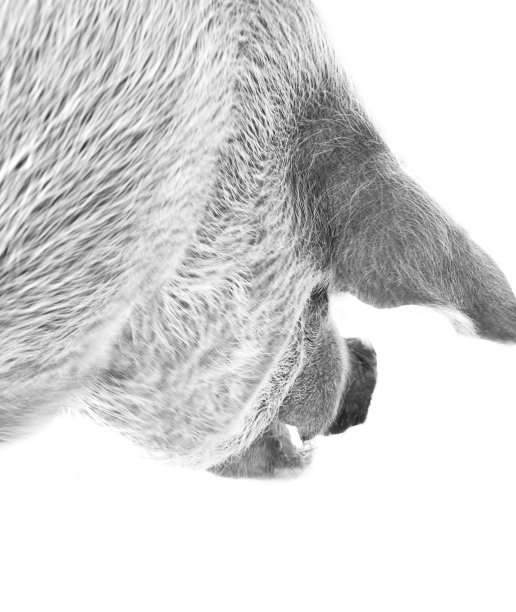 白色背景的猪头图片下载