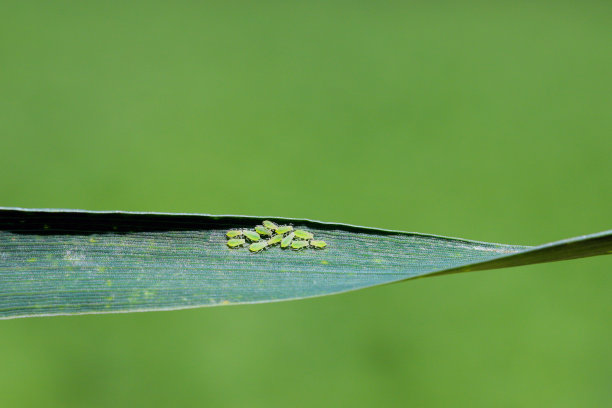 蔷薇粒蚜虫，无翅标本在小麦叶片上的群体。图片下载