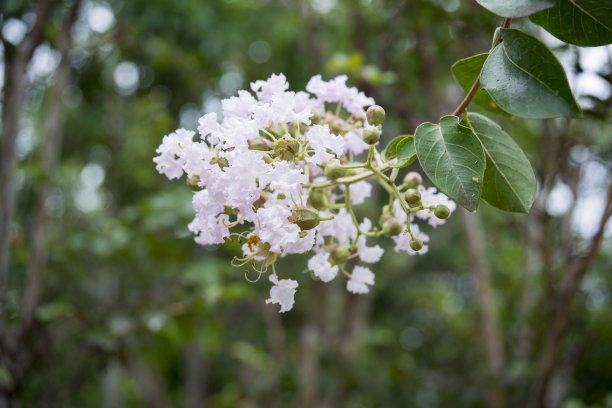 自然图片:五彩缤纷的花卉画图片下载