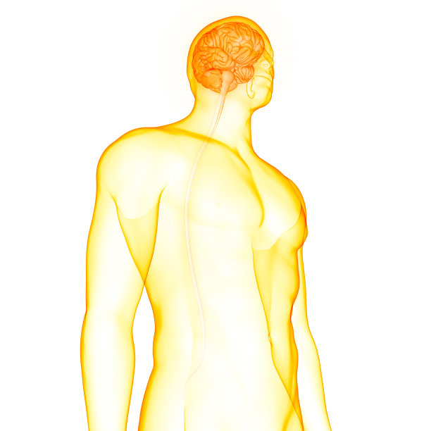 人体神经系统大脑解剖中心器官图片下载