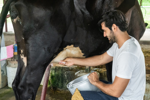 白人年轻的职业男子奶农在牛棚挤奶。有吸引力的英俊的男性农业农民感觉喜欢在奶牛农场工作与幸福的畜牧业。图片下载