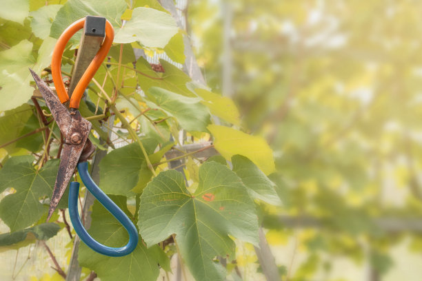 旧的大花园剪刀，橙色和蓝色手柄挂在户外的棍子上。有选择性的重点。复制文本空间。图片下载