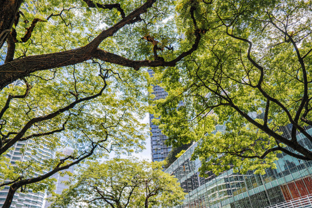 白天透过树木看城市景观办公楼图片下载