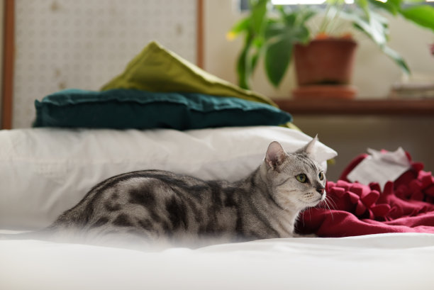 可爱的国产美国短毛猫的肖像照片躺在白色的床上，背景是圣诞装饰。图片下载