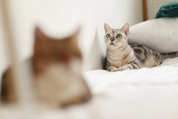 可爱的美国短毛猫的肖像照片躺在白色的床上，前景模糊的猫。图片下载