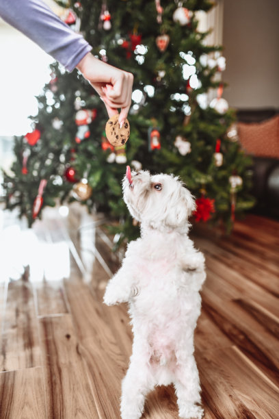圣诞礼物给可爱的跳跃小狗图片下载