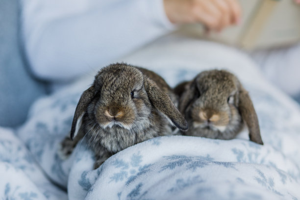 女人拿着一本书，膝盖上放着两只可爱的小兔子图片下载