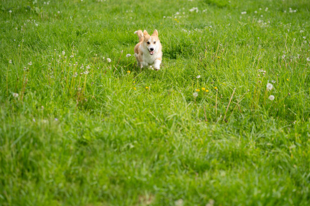 一只彭布罗克威尔士柯基犬在春天的草地上奔跑图片下载