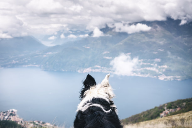 狗在湖上方的山顶上图片下载