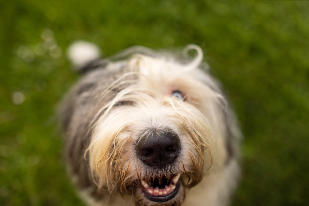 可爱古代牧羊犬在户外特写图片下载