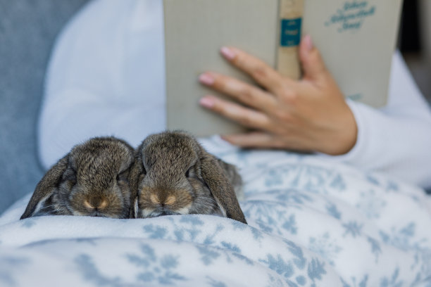 女人拿着一本书，膝盖上放着两只可爱的小兔子图片下载