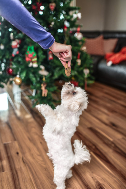 可爱的狗狗在圣诞节期间爬起来被喂食图片下载