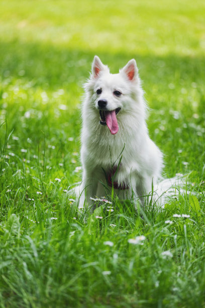 春天草地上快乐微笑的宠物狗的肖像图片下载