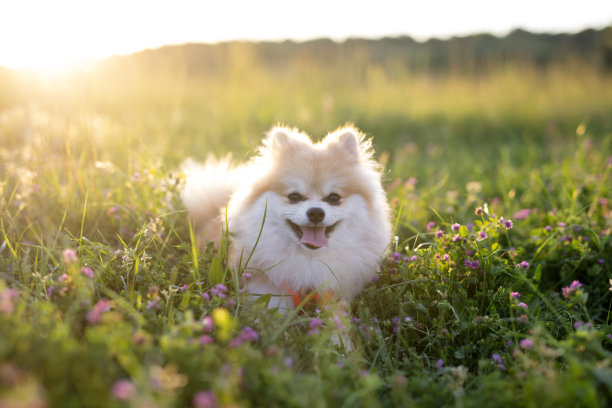 快乐的博美在草地上看着镜头图片下载
