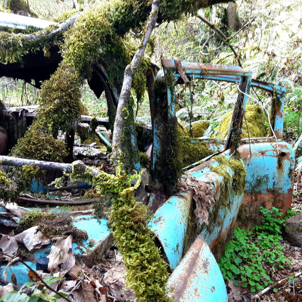 一段被大自然遗忘的时光图片下载