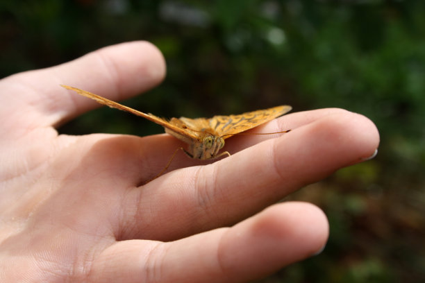 一只虎蝶坐在一个孩子的手掌上。图片下载