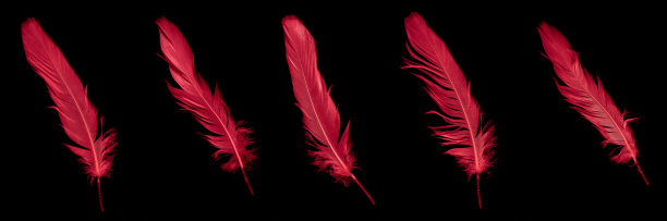 黑色孤立背景上的一根红鹅毛图片下载