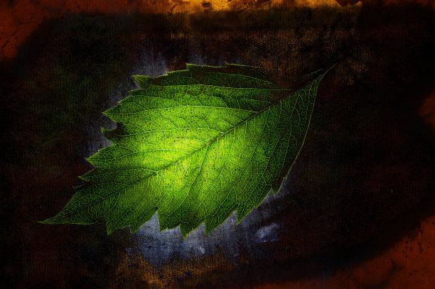 发光的绿叶映衬着黑色的背景。新鲜的处女葡萄叶。植物叶子的质地。特写镜头。低调。数字水彩画图片下载