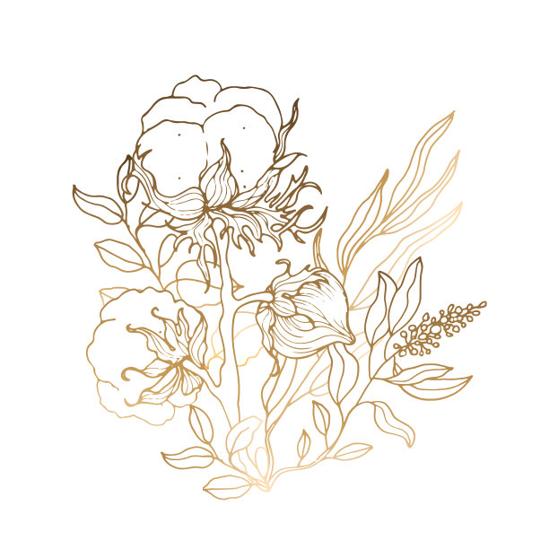 棉花花。花束的元素从棉花树枝和树叶的设计。金线艺术绘画。矢量插图。图片下载