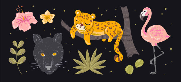 一组野生和热带动物图片下载