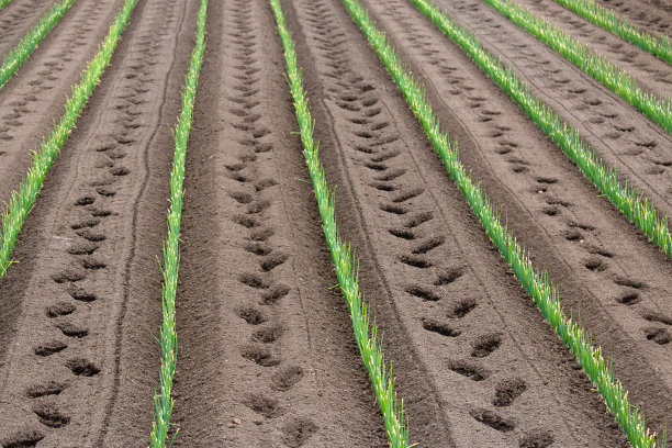田地里新种的一排排洋葱图片下载