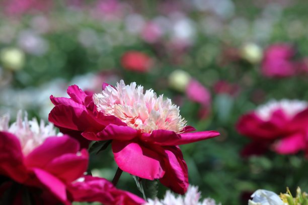 牡丹，优雅的花朵(高知县高知市)图片下载
