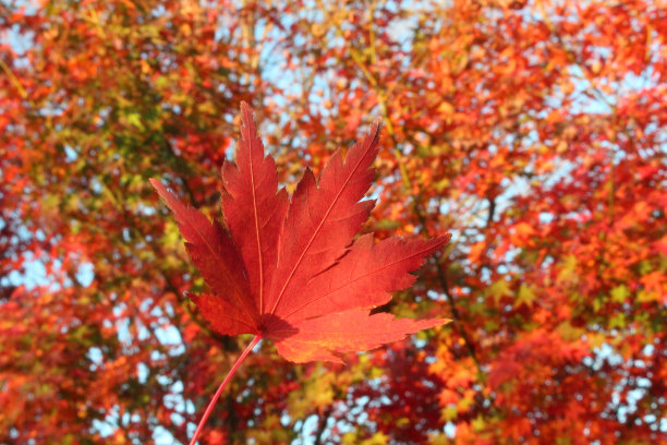 树叶变红(红色Irohamomiji)，在日本是秋天的象征图片下载