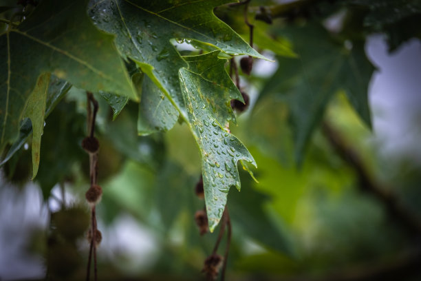 绿色梧桐叶上的雨滴图片下载