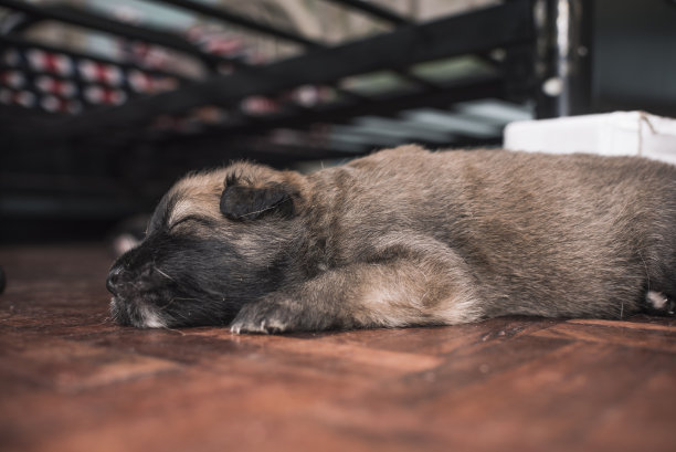 一只3周大的小狗在母乳喂养后躺在房间床下的地板上。图片下载