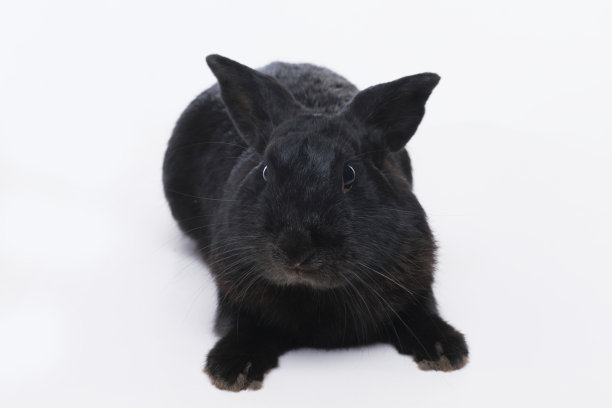 根据中国的占星历，黑兔是2023年的象征图片下载