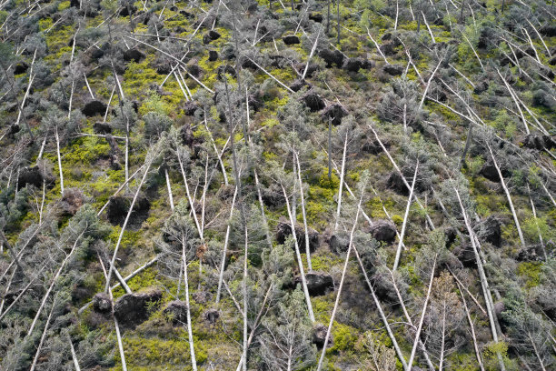 在苏格兰砍伐树木以生产生物燃料图片下载