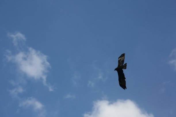 雄鹰在蓝天飞翔。图像包含复制空间图片下载