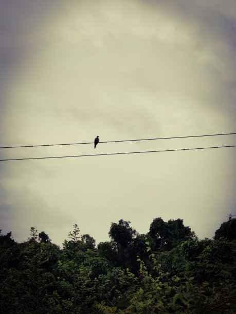 远处一只鸟站在电线杆上的夜景图片下载