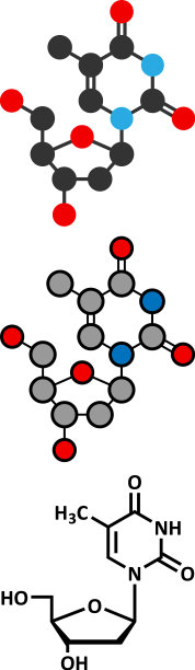 胸苷脱氧胸苷核苷分子DNA图片下载