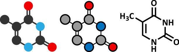 胸腺嘧啶核酸碱基分子存在于DNA中图片下载