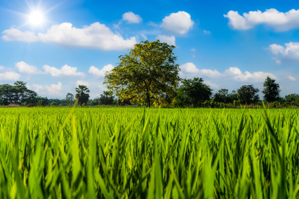 风景景观稻田绿草田玉米田与孤独的黄花桂树在国家农业收获蓬松的云蓝天日光背景。图片下载