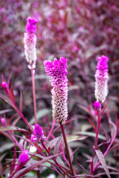 明亮的紫色花朵图片下载
