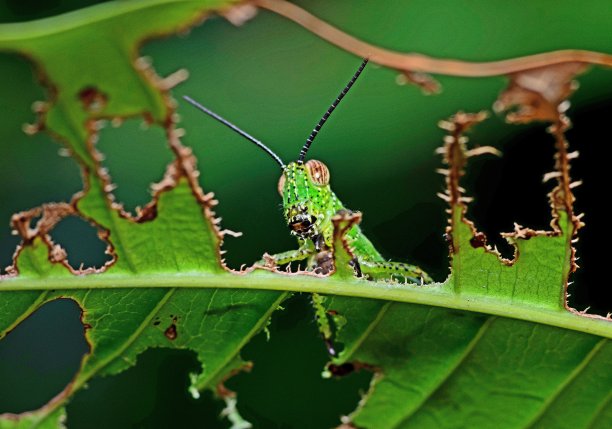 蚱蜢通过咬叶-动物的行为。图片下载