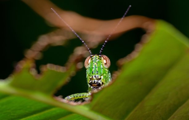 蚱蜢通过咬叶-动物的行为。图片下载