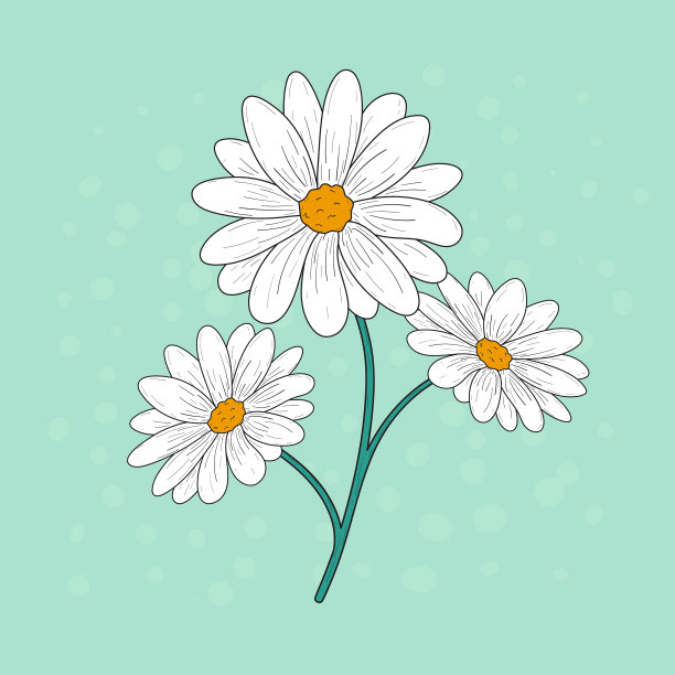 白色背景下雏菊的特写镜头图片下载