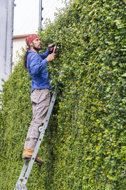 园丁正在修剪植物墙图片下载
