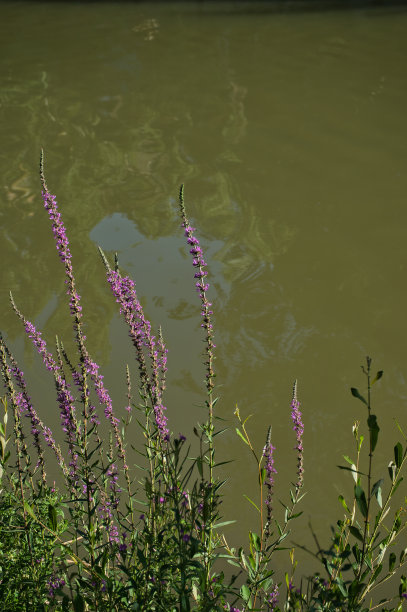 美丽而纤细的紫色花朵在河边的自然环境中。紫色的珍珠菜图片下载