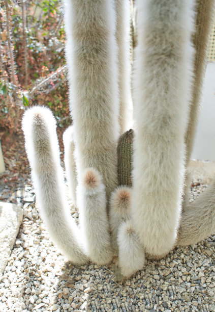 隐花蛤属植物，生长在爱尔兰的都柏林。图片下载