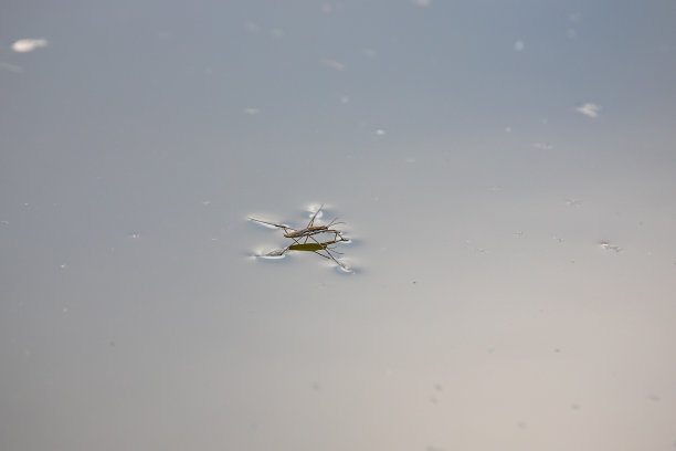 湖面上的水虫图片下载