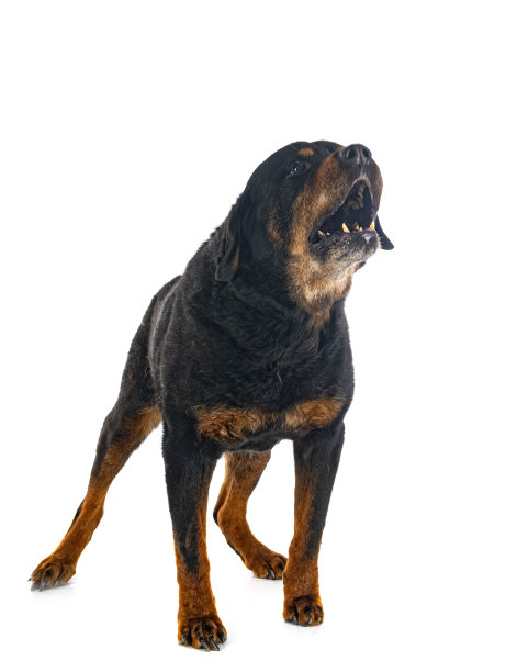 工作室里的老罗威纳犬图片下载