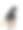 工作室里的老罗威纳犬图片下载