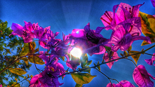 具有唯美阳光效果的花卉照片图片下载