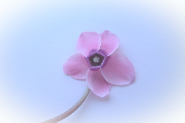 粉红色的仙客来花在一个蓝色的背景与模糊温和的焦点与白色渐晕周围的边缘。一朵花有五瓣，茎无叶。副本的空间。图片下载